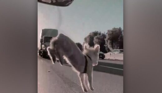 走行中の車から飛び降りた子犬、間一髪助かる　米高速道路