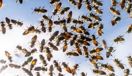 道路上にミツバチ５００万匹の大群、トラックから巣箱が落下　カナダ
