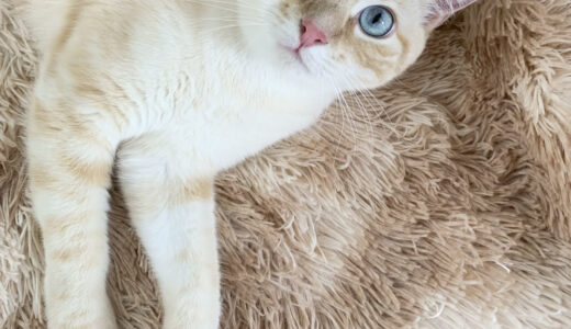 白茶の毛並みとブルーアイが美しい！ 飼い主に溺愛される猫さまが絶対にしないこととは - 取材、文・Manabu Matsunaga | ananweb - マガジンハウス